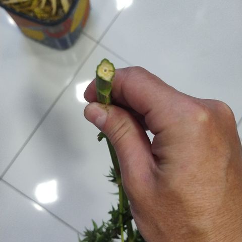 Adjetiva growlog timeline photo