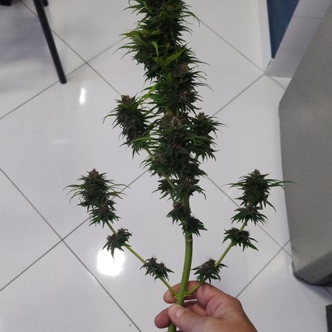 Adjetiva growlog timeline photo