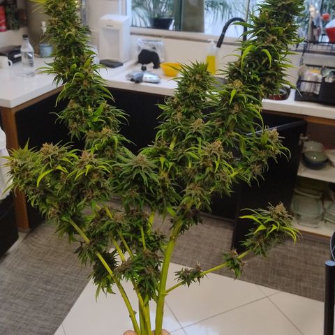 Adjetiva growlog timeline photo