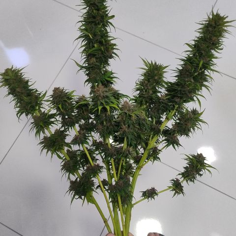 Adjetiva growlog timeline photo