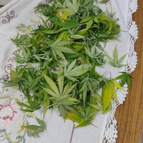 Adjetiva growlog timeline photo