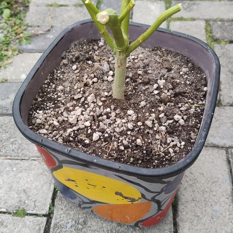 Adjetiva growlog timeline photo