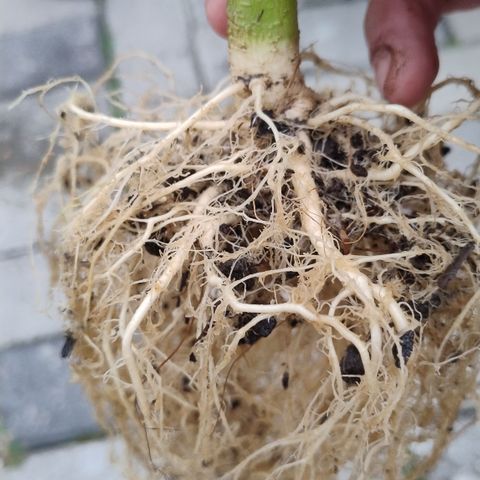 Adjetiva growlog timeline photo