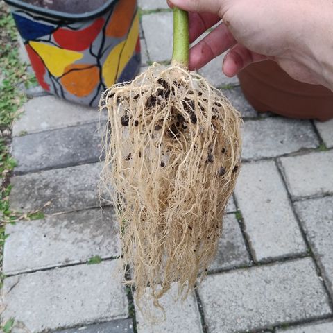 Adjetiva growlog timeline photo