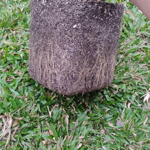 Adjetiva growlog timeline photo