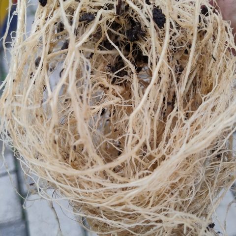 Adjetiva growlog timeline photo
