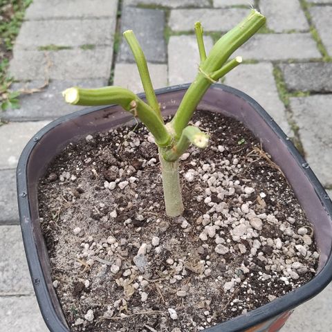 Adjetiva growlog timeline photo