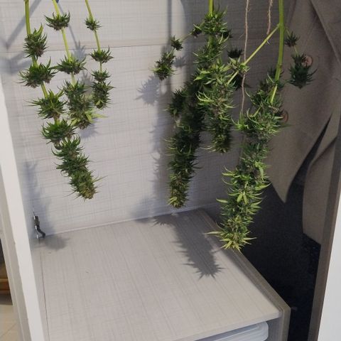 Adjetiva growlog timeline photo