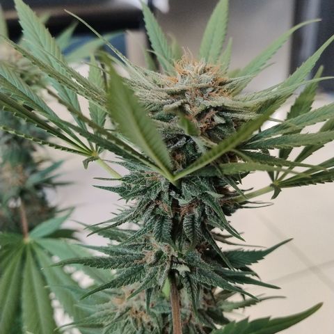 Substantiva 1 growlog timeline photo
