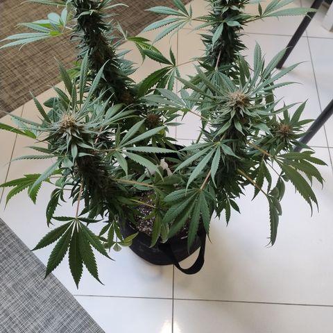 Substantiva 1 growlog timeline photo