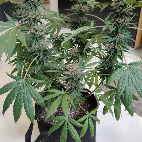 Substantiva 1 growlog timeline photo