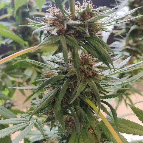 Substantiva 1 growlog timeline photo