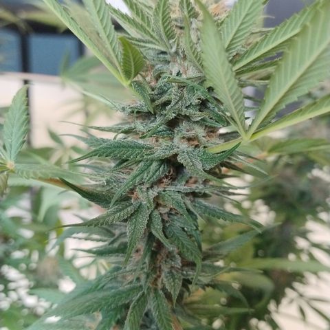 Substantiva 1 growlog timeline photo