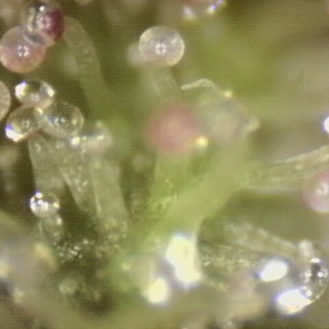Substantiva 1 growlog timeline photo