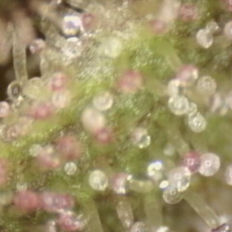 Substantiva 1 growlog timeline photo