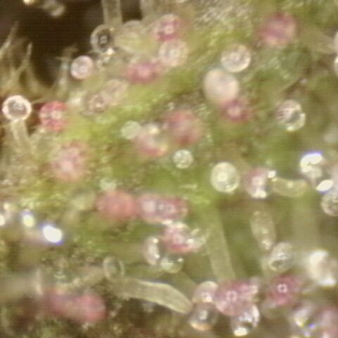 Substantiva 1 growlog timeline photo