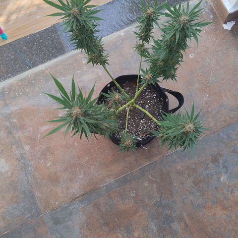 Substantiva 1 growlog timeline photo