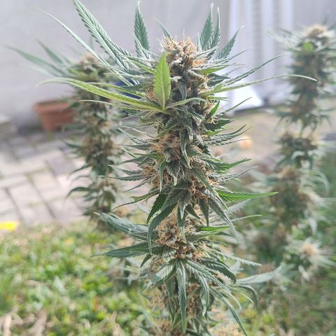 Substantiva 1 growlog timeline photo