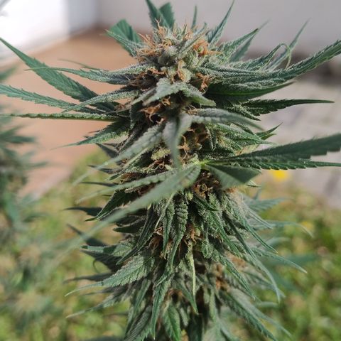 Substantiva 1 growlog timeline photo