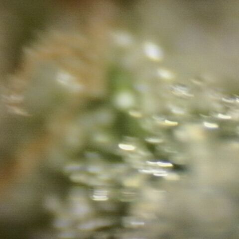 Substantiva 1 growlog timeline photo