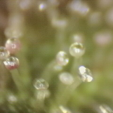 Substantiva 1 growlog timeline photo