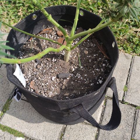 Substantiva 1 growlog timeline photo