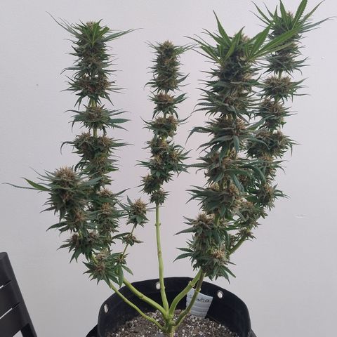 Substantiva 1 growlog timeline photo