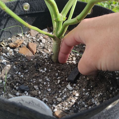 Substantiva 1 growlog timeline photo