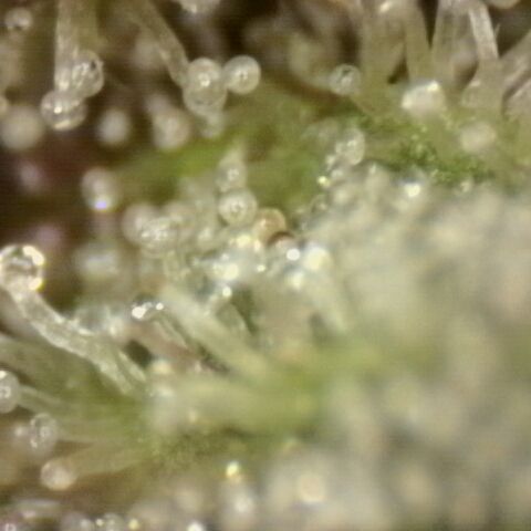Substantiva 1 growlog timeline photo