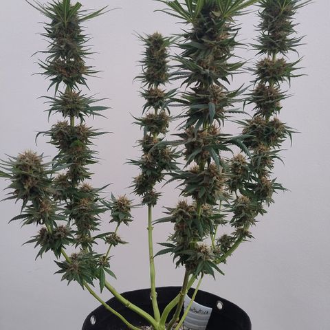 Substantiva 1 growlog timeline photo