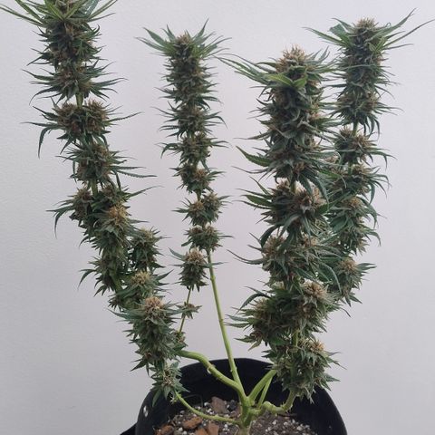 Substantiva 1 growlog timeline photo