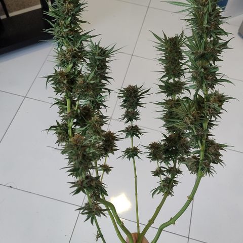 Substantiva 1 growlog timeline photo