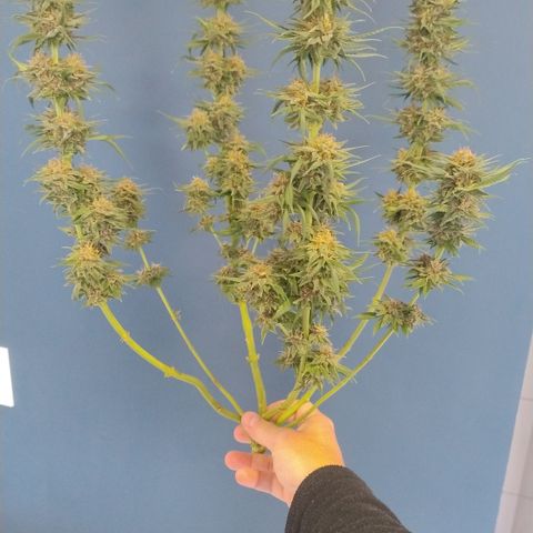 Substantiva 1 growlog timeline photo