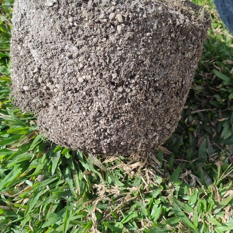 Substantiva 1 growlog timeline photo