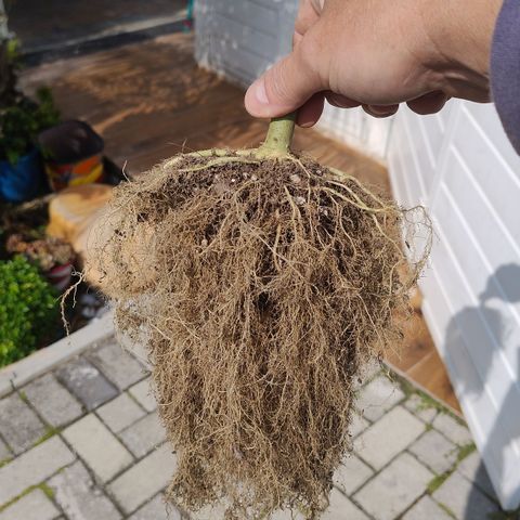 Substantiva 1 growlog timeline photo
