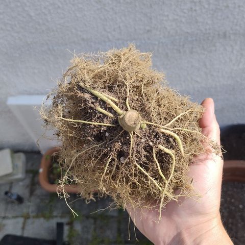 Substantiva 1 growlog timeline photo