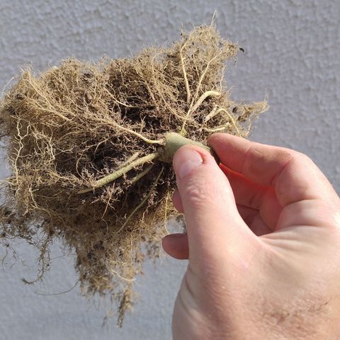 Substantiva 1 growlog timeline photo