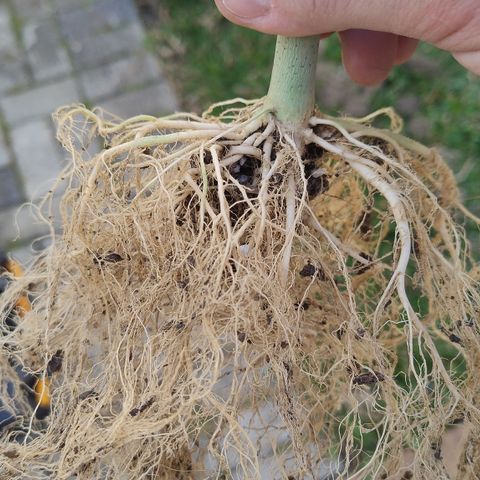 Substantiva 1 growlog timeline photo