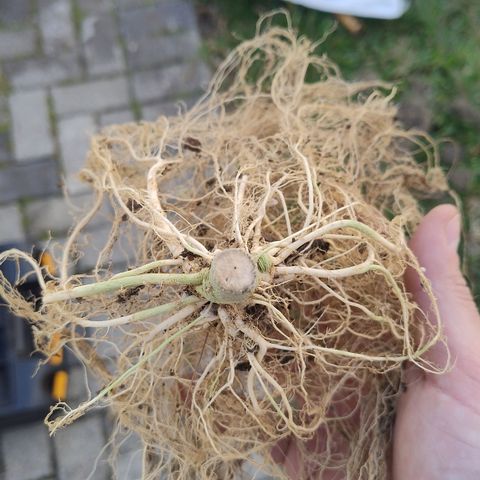 Substantiva 1 growlog timeline photo