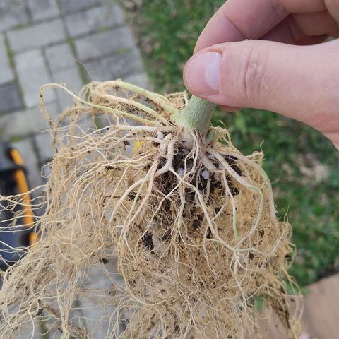 Substantiva 1 growlog timeline photo