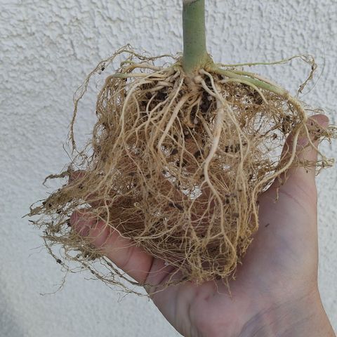 Substantiva 1 growlog timeline photo