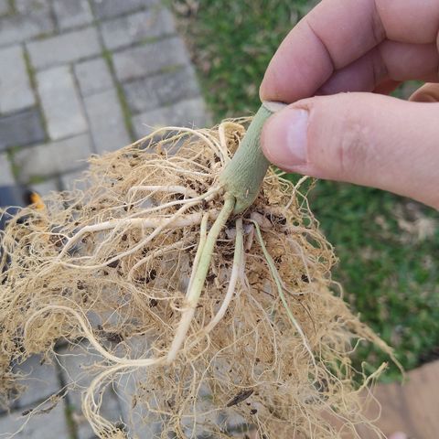 Substantiva 1 growlog timeline photo