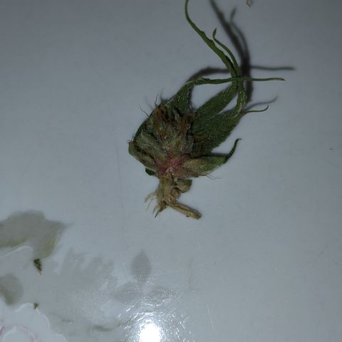 Substantiva 1 growlog photo: Mofo 😭