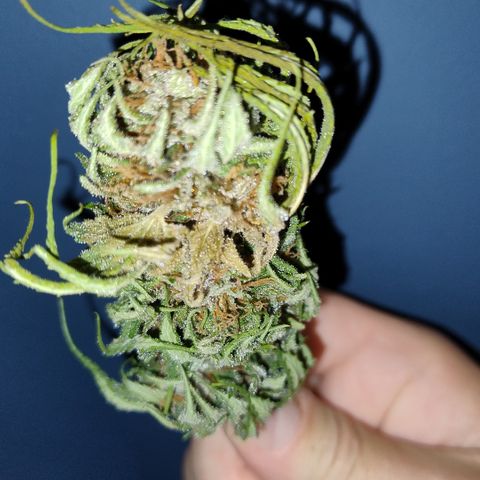 Substantiva 1 growlog photo: Mofo 😭