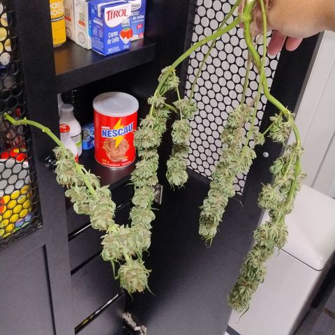 Substantiva 1 growlog timeline photo
