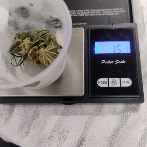 Substantiva 1 growlog photo: Folha mofada