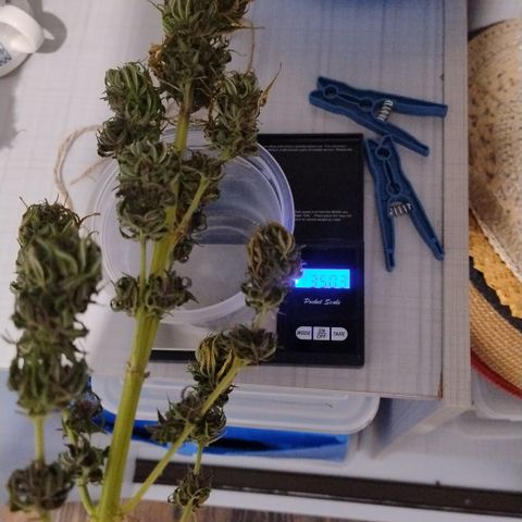 Adjetiva growlog timeline photo