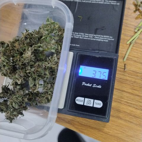 Adjetiva growlog timeline photo