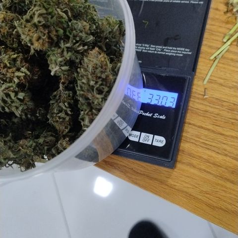 Adjetiva growlog timeline photo