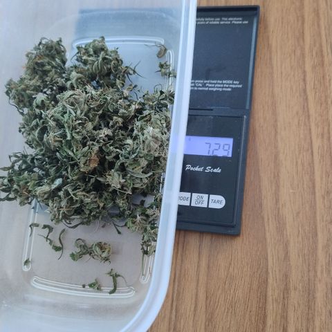 Substantiva 1 growlog photo: Trima
